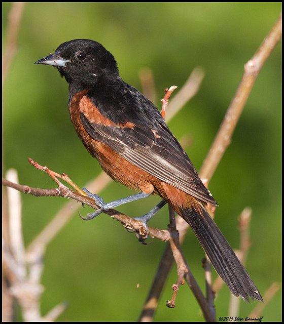 _1SB7090 orchard oriole.jpg